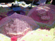 IMG_1479_t.gif