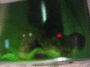 IMG_1512_t.gif