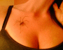 050901.chestaspider_t.gif