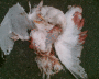 060721Dead_gull_t.gif