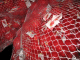 IMG_5205_t.gif