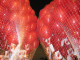 IMG_5221_t.gif