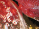 IMG_5223_t.gif