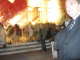 IMG_5231_t.gif