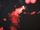 IMG_5235_t.gif
