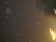 IMG_5247_t.gif