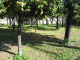 IMG_5319_t.gif