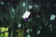 22250006_t.gif