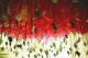 22250009_t.gif