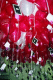22250010.v0_t.gif