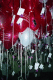 22250029.v0_t.gif