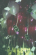 22250030.v0_t.gif