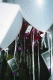 22250034.v0_t.gif