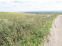 A.IMG_8884_t.gif
