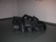 DSCN0031_t.gif