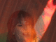 IMG_6361_t.gif