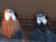 IMG_7223_t.gif