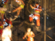 IMG_7230_t.gif