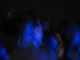 IMG_1782_t.gif