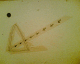 070216.arrow2_t.gif
