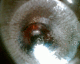 050730.furnchamp3_t.gif