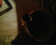 050826.champ1_t.gif