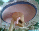 060411.C_daydead_t.gif