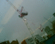 061116.Crane_t.gif