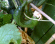050629.a_t.gif
