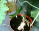 050629.b_t.gif