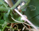 050630.a_t.gif