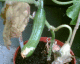 050630.b_t.gif