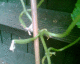 050630.c_t.gif