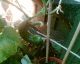 050709.cuc1_t.gif