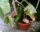 050709.cuc2_t.gif