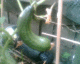 050710.cuc1_t.gif