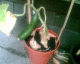 050710.cuc2_t.gif