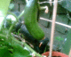 050713.cuc1_t.gif