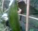 050716.Cuc1_t.gif