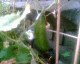 050716.Cuc2_t.gif