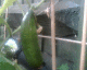 050716.Cuc4_t.gif