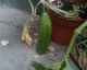 050719.cuc1_t.gif