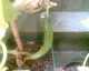050726.cuc_t.gif