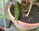 050828.MoreCucs1_t.gif