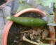 050828.MoreCucs2_t.gif