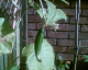 050907.cuc1_t.gif