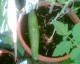 050907.cuc2_t.gif