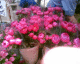 050612.Flower_market_2_t.gif