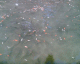 050619.trout_farm_t.gif