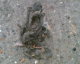 050620.squashedrat_t.gif